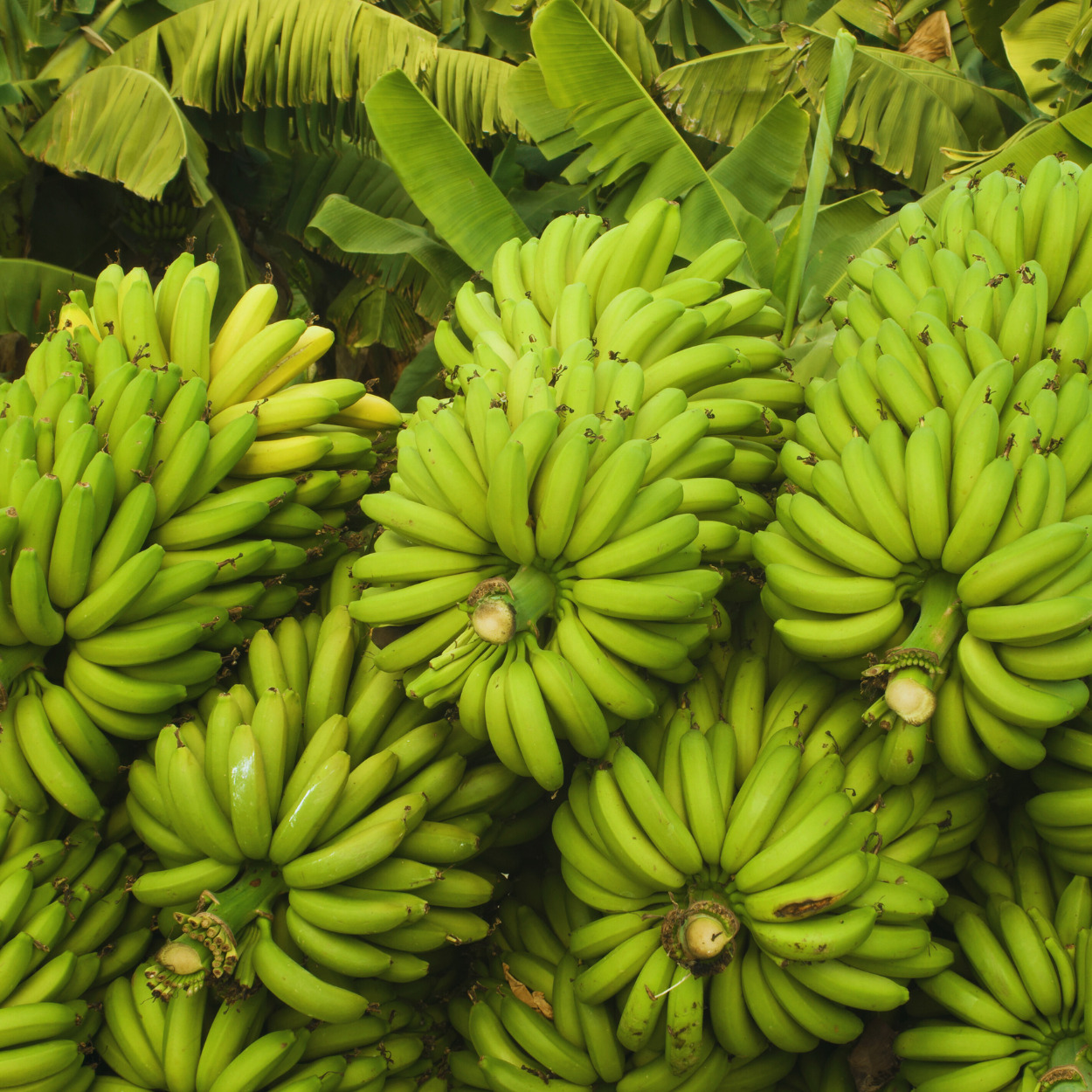 Fresh Export Quality Bananas